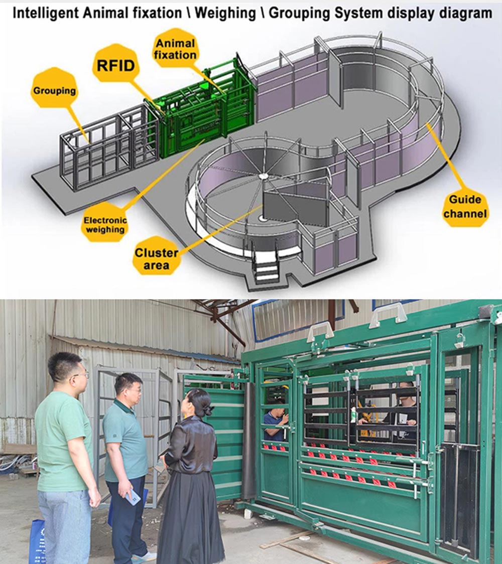 Клиент Чжанцзякоу Оборудование для взвешивания и фиксации крупного рогатого скота, разгрузка Клиент Чжанцзякоу Оборудование для взвешивания и фиксации крупного рогатого скота, разгрузка