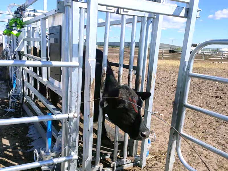 Авточертежник для крупного рогатого скота Авточертежник для крупного рогатого скота