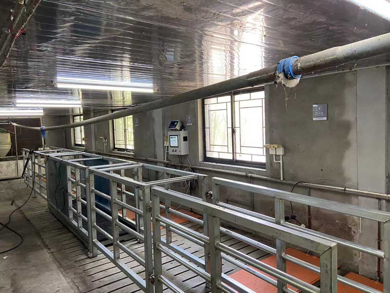 Ящик для взвешивания свиней EID Ящик для взвешивания свиней EID