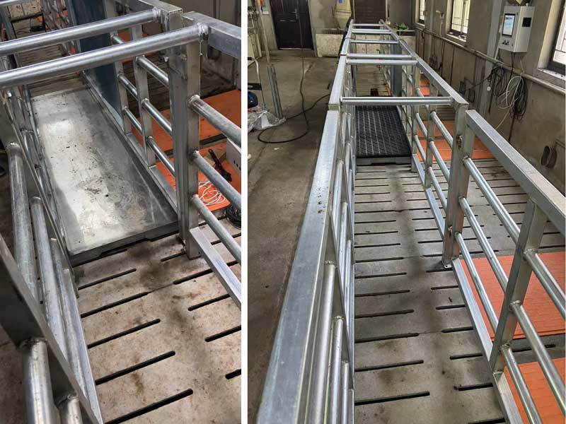 Ящик для взвешивания свиней EID Ящик для взвешивания свиней EID