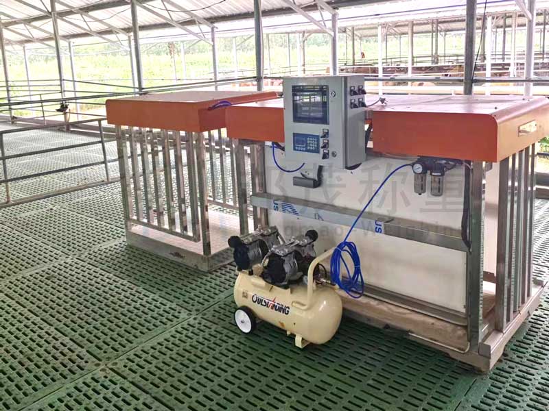 Ящик для взвешивания овец EID Ящик для взвешивания овец EID